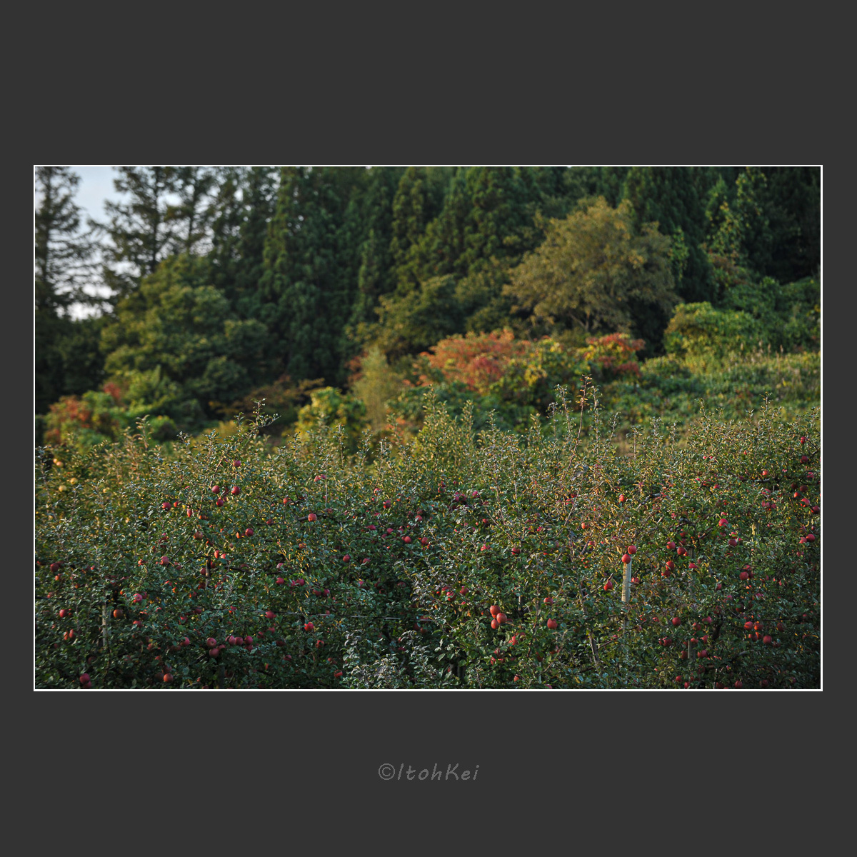 りんご 津軽Style / 写真家・伊藤圭のフォトギャラリー